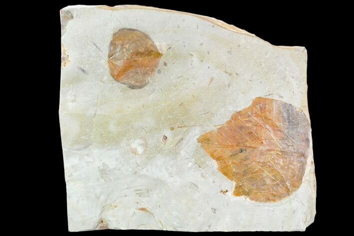 Two Fossil Leaves (Platanus, Zizyphoides) - Montana #105168